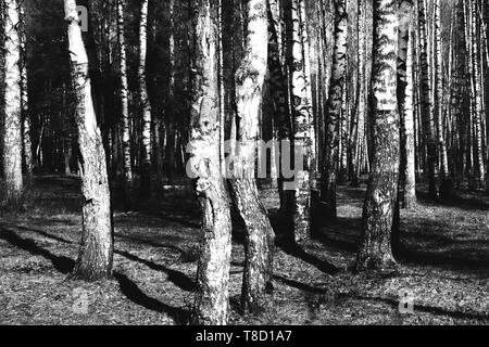 Birke Wald. Birke Textur. Schwarze und weiße natürlichen Hintergrund. Stockfoto