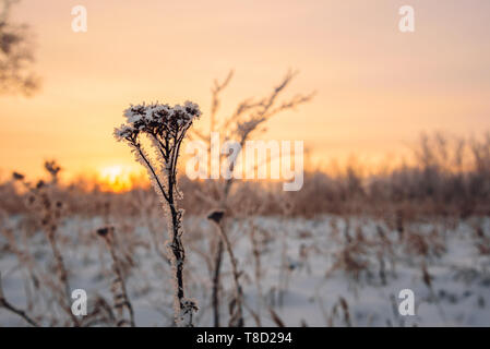 Milchglas Wiese Blumen im Licht der untergehenden Sonne Stockfoto