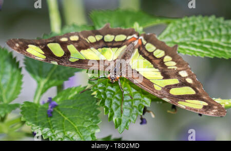 Siproeta stelenes (Malachit) auf grünen Blättern. Stockfoto