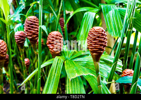 Zingiber Spectabile aka Beehive ginger (Kew Gardens, London, UK) Stockfoto