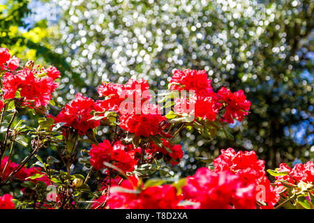 Kew Gardens, London, UK Stockfoto