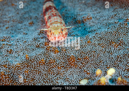 Gestreifter blenny Helcogramma Triplefin, Striatum schwebt über staghorn Korallenpolypen Stockfoto