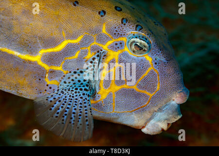 Nahaufnahme der Leiter des Coral Reef Fish in Indonesien mit Türkis mit schwarzer Fleck Flossen und Ring um Auge und das gelbe Muster auf der Seite des Gesichts Stockfoto