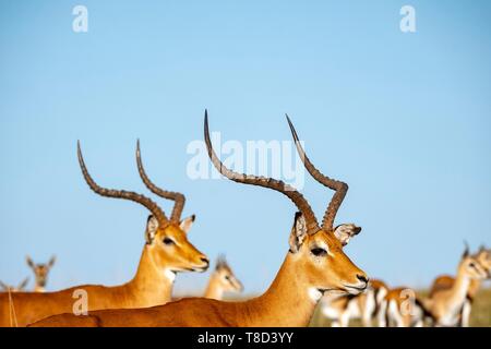 Kenia, Masai Mara, Impala (Aepyceros melampus), Männer Stockfoto