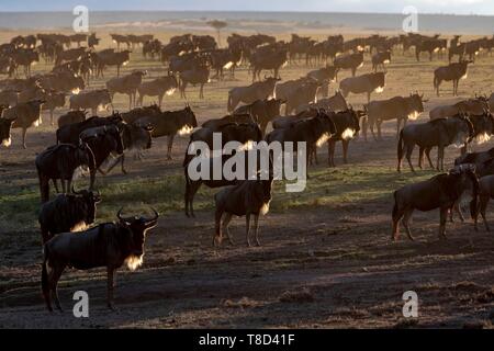 Kenia, Masai Mara, Gnus (connochaetes Taurinus), Migration Herde bei Sonnenaufgang Stockfoto