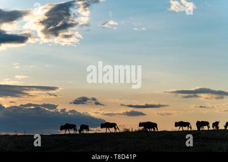 Kenia, Masai Mara, Gnus (connochaetes Taurinus), Wandern bei Sonnenuntergang Stockfoto