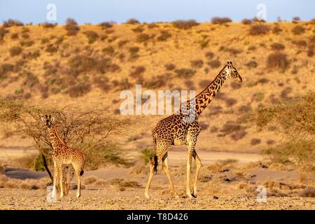 Kenia, Lake Magadi, Giraffe (Giraffa tippelskirchi Massai), Mutter und Jungtiere bei Sonnenuntergang Stockfoto