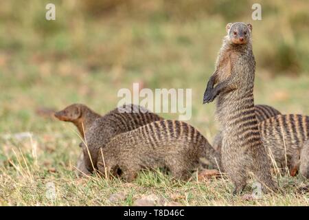 Kenia, Masai Mara Game Reserve, Banded mongoose (Mungos mungo), Gruppe in der Warnmeldung Stockfoto