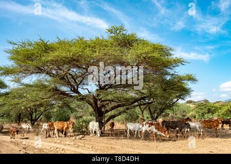 Kenia, Lake Magadi, Masai Rinder Stockfoto