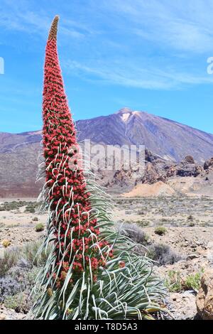 Spanien, Kanarische Inseln, Teneriffa, Provinz Santa Cruz de Tenerife, Teide Nationalpark (UNESCO Weltkulturerbe), Teneriffa Viper (Echium wildpretii) mit Vulkan Teide im Hintergrund Stockfoto