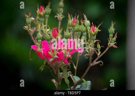 Knospen und Blüten auf einem rosenbusch am National Zoo in Washington, DC. Stockfoto