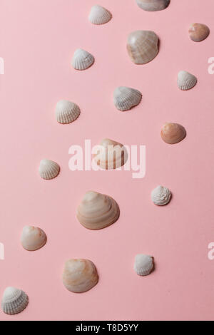 composition of different beautiful sea shells. top view photo. the wonder of sea.fondness for nature and wildlife. sale, business. preparation for making jewelry Stockfoto