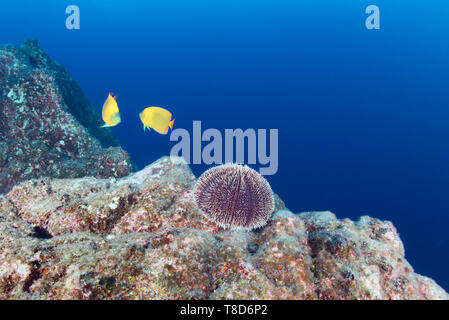 Zwei der Clarion Angel Fish (Holacanthus clarionensis) - manta Reinigung Fisch und ein Seeigel auf den Felsen - Unterwasserwelt von Revillagigedo Stockfoto