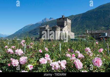 Italien, Aostatal, Saint Pierre, das Schloss Sarriod de la Tour und Apple Orchard Stockfoto