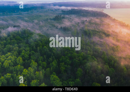 Landschaft mit Blick aus der Höhe der Pinienwald mit Morgennebel Stockfoto