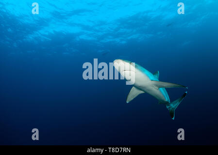 Elegante silvertip Shark (Carcharhinus albimarginatus) Schwimmen durch eine Unterwasserwelt des Revillagigedo Archipel Stockfoto