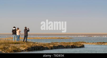 Frankreich, Somme, Bucht der Somme, Naturpark der Bucht der Somme, Le Crotoy, Strände von Maye, Kinderwagen kommen die Vögel in der Bucht der Somme im Naturschutzgebiet bei Flut zu beobachten Stockfoto