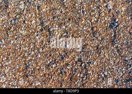 Natürliche Hintergrund aus verschiedenen Muscheln Stockfoto