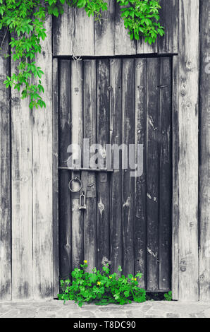 Alte Holztür mit Vintage Metall- und grüne Blätter von wilden Reben (Virginia Creeper) und schöllkraut. Selektive Wirkung. Stockfoto