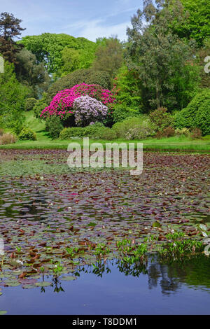 Teich und Rhododendren im Frühjahr bei Castle Kennedy Gardens in der Nähe von Stranraer, in Dumfries und Galloway, Schottland, Großbritannien Stockfoto