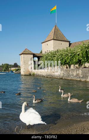 Schweiz, Kanton Waadt, Rolle, Familie der Schwäne auf dem Ufer des Genfer See vor dem Schloss Stockfoto