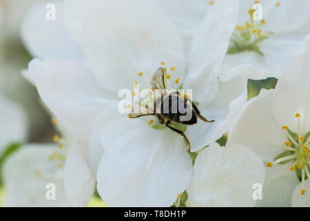 Nahaufnahme einer Biene auf einer weißen spring flower Stockfoto