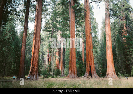 Klassische Ansicht der berühmten gigantischen Sequoia Bäumen, auch als riesigen redwoods oder Sierra Redwoods bekannt, an einem schönen sonnigen Tag mit grünen Wiesen im Sommer, S Stockfoto