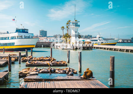 Schöne Aussicht auf das historische Pier 39 mit berühmten Seelöwen im Sommer, Fisherman's Wharf, San Francisco, Kalifornien, USA Stockfoto