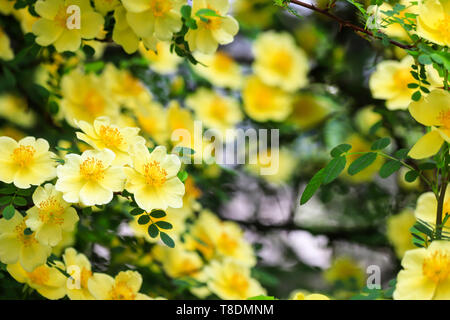 Schönen gelben Blumen blühten auf den Zweigen der Bush im Frühjahr. Blooming Tree im Sommer Stockfoto