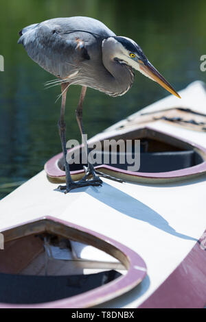 Seattle, Washington: A Great Blue Heron Stiele Beute, während auf einem Kajak am Zentrum für Boote aus Holz in South Lake Union thront. Stockfoto