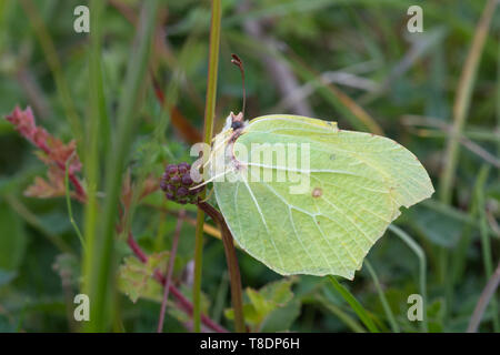 Männlichen Zitronenfalter (Gonepteryx rhamni), Großbritannien Stockfoto