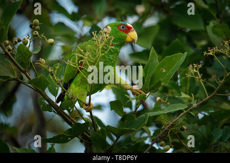 Mit weißer Fassade, Amazon oder mit weißer Fassade, Papagei - Amazona albifrons oder Spectacled Amazon Papagei, ist eine zentrale amerikanische Arten von Parrot. Stockfoto