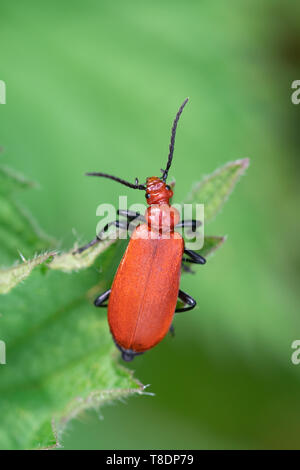 Rothaarige kardinal Käfer, auch gemeinsame Kardinal Käfer (Pyrochroa serraticornis) auf brennnessel im Mai genannt, Großbritannien Stockfoto