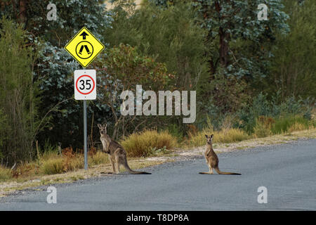 Macropus giganteus - Eastern Grey Kangaroo in Tasmanien in Australien, Maria Island, Tasmanien, überqueren Sie die Straße mit Kind unter traffic sign. Stockfoto