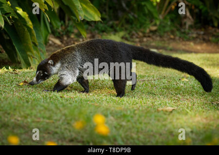 Weiße Nase Nasenbär - Nasua narica, bekannt als das coatimundi, Mitglied der Familie Procyonidae (Waschbären und ihre Verwandten). Lokale spanische Namen für Th Stockfoto