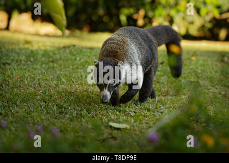 Weiße Nase Nasenbär - Nasua narica, bekannt als das coatimundi, Mitglied der Familie Procyonidae (Waschbären und ihre Verwandten). Lokale spanische Namen für Th Stockfoto