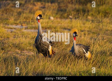 Zwei Graue gekrönt Grau - Kran vogel Balearica regulorum gekrönt Familie der Kraniche Amboseli National Park Kenia Ostafrika Stockfoto