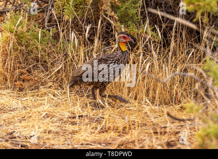 Gelb-necked Francolin gelb-necked spurfow Pternistis leucoscepus auf trockenem Gras braun Masse Samburu National Reserve Kenia Ostafrika Seite Profil Stockfoto