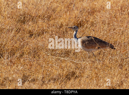 White-bellied bustard Vogel white-bellied korhaan Eupodotis senegalensis weibliche Vogel wandern in Golden grass Ol Pejeta Conservancy Kenia Ostafrika Stockfoto