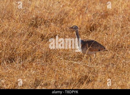 White-bellied bustard Vogel white-bellied korhaan Eupodotis senegalensis weibliche Vogel wandern in Golden grass Ol Pejeta Conservancy Kenia Ostafrika Stockfoto