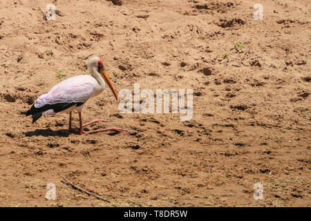 Nimmersatt, mycteria Ibis, Profil mit langen gelben Schein, kniend auf sandigen Boden Masai Mara National Reserve Kenia Ostafrika Stockfoto