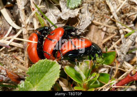 Red Pappel Blatt Käfer - Chrysomela populi zwei Männchen & Weibchen Paarung Stockfoto