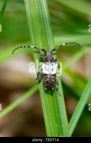 Mehr Thorn - gespitzt Longhorn Beetle - Pogonochreus hispidulus auf Gras Blatt Stockfoto