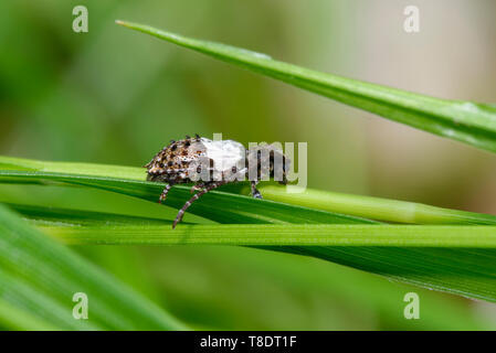 Mehr Thorn - gespitzt Longhorn Beetle - Pogonochreus hispidulus auf Gras Blatt Stockfoto