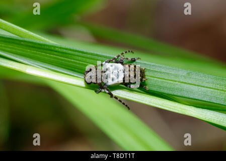 Mehr Thorn - gespitzt Longhorn Beetle - Pogonochreus hispidulus auf Gras Blatt Stockfoto