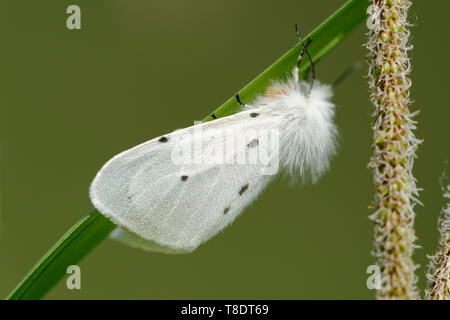Musselin Moth-Diaphora mendica Weiblichen auf Gras Blatt Stockfoto