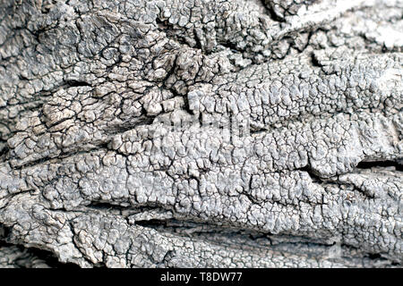 Schwarze und weiße Rinde Textur Stockfoto