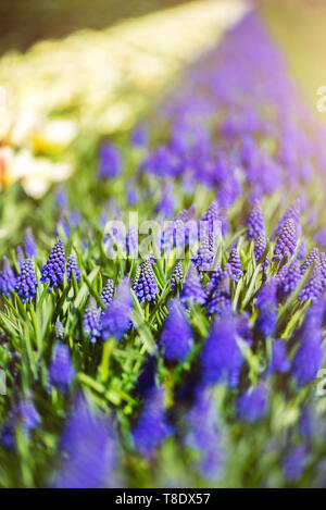 Keukenhof in den Niederlanden im Frühling. In der Nähe von blühenden Blumenbeete von Tulpen, Hyazinthen, Narzissen Stockfoto