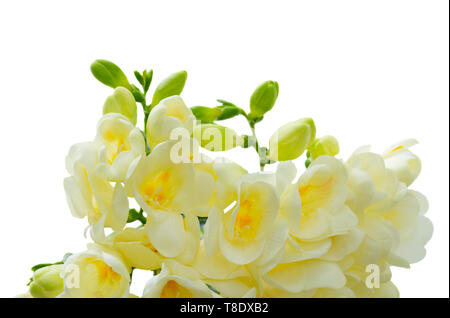 Freeseia frische Blumen Stockfoto