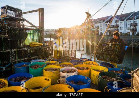 Aberystwyth Wales UK, Montag, 13. Mai 2019 Deutschland Wetter: An der ersten Ampel in Aberystwyth auf der Cardigan Bay Küste, West Wales, lokale Küstenfischerei Land ihren Fang frisch gefangenen Krabben und Hummer auf dem Kai, bereit, die vom Großhändler gesammelt und per Lkw auf der Fährverbindung über Nacht zum nördlichen Spanien exportiert werden. Photo credit Keith Morris/Alamy leben Nachrichten Stockfoto